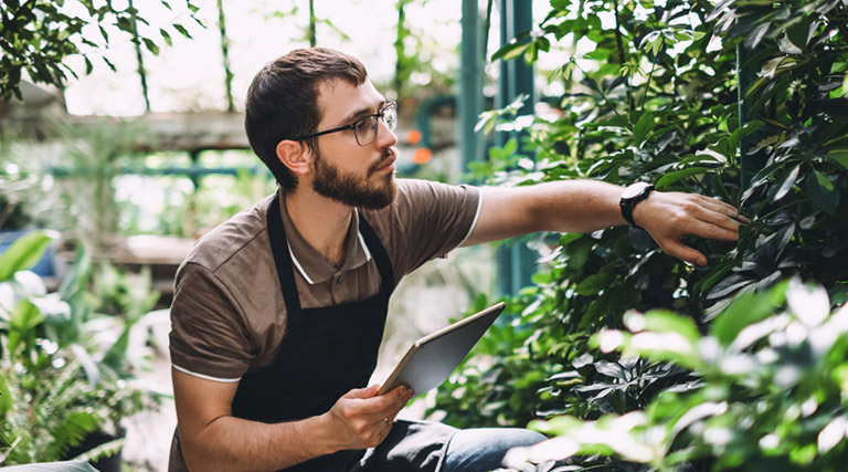 Man inspecting plants in a greenhouse.